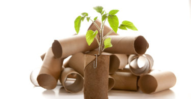 Empty toilet paper roll recycled as a seedling planter